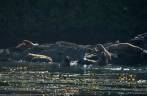 Steller Sea Lions, a maior espécie de leões-marinhos do mundopasseio de barco em Telegraph Cove, na Vancouver Island, na Columbia Britânica, costa oeste do Canadá